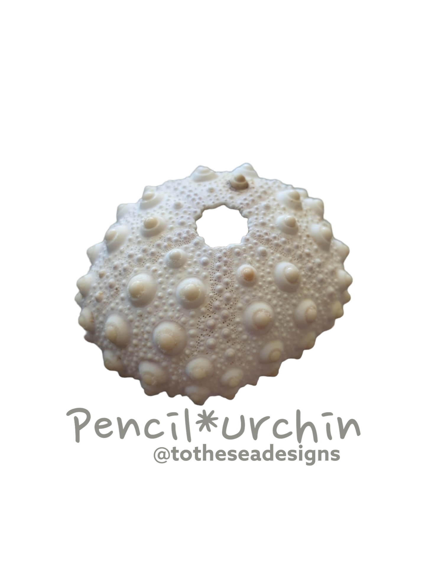 Pencil Urchin Sticker