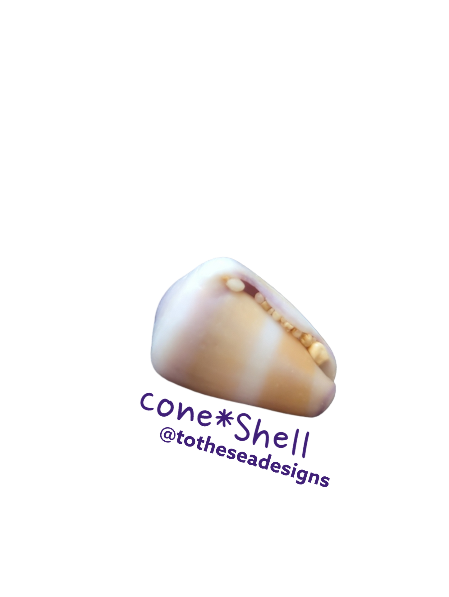 Cone Shell Sticker