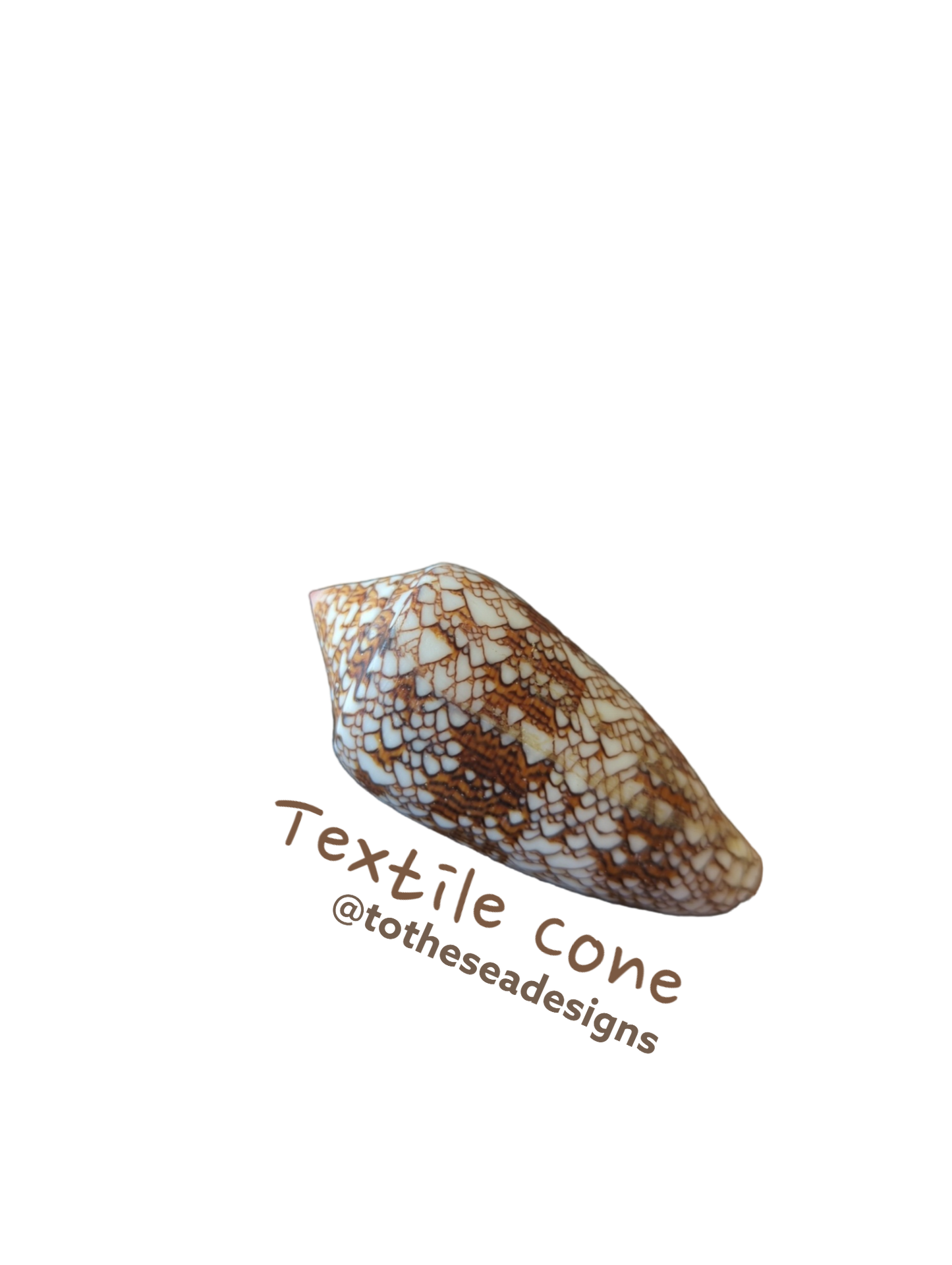 Textile Cone Shell Sticker