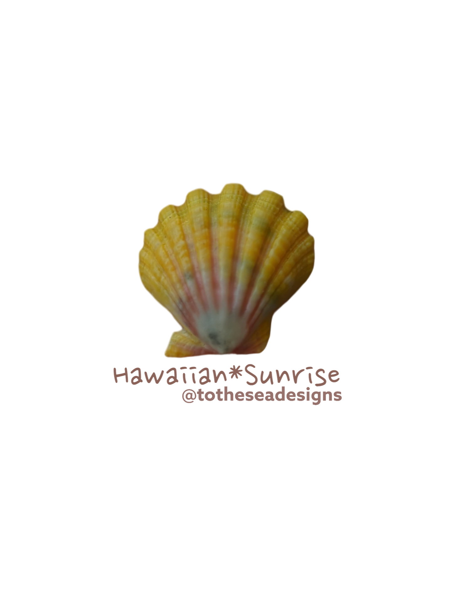 Sunrise Shell Sticker