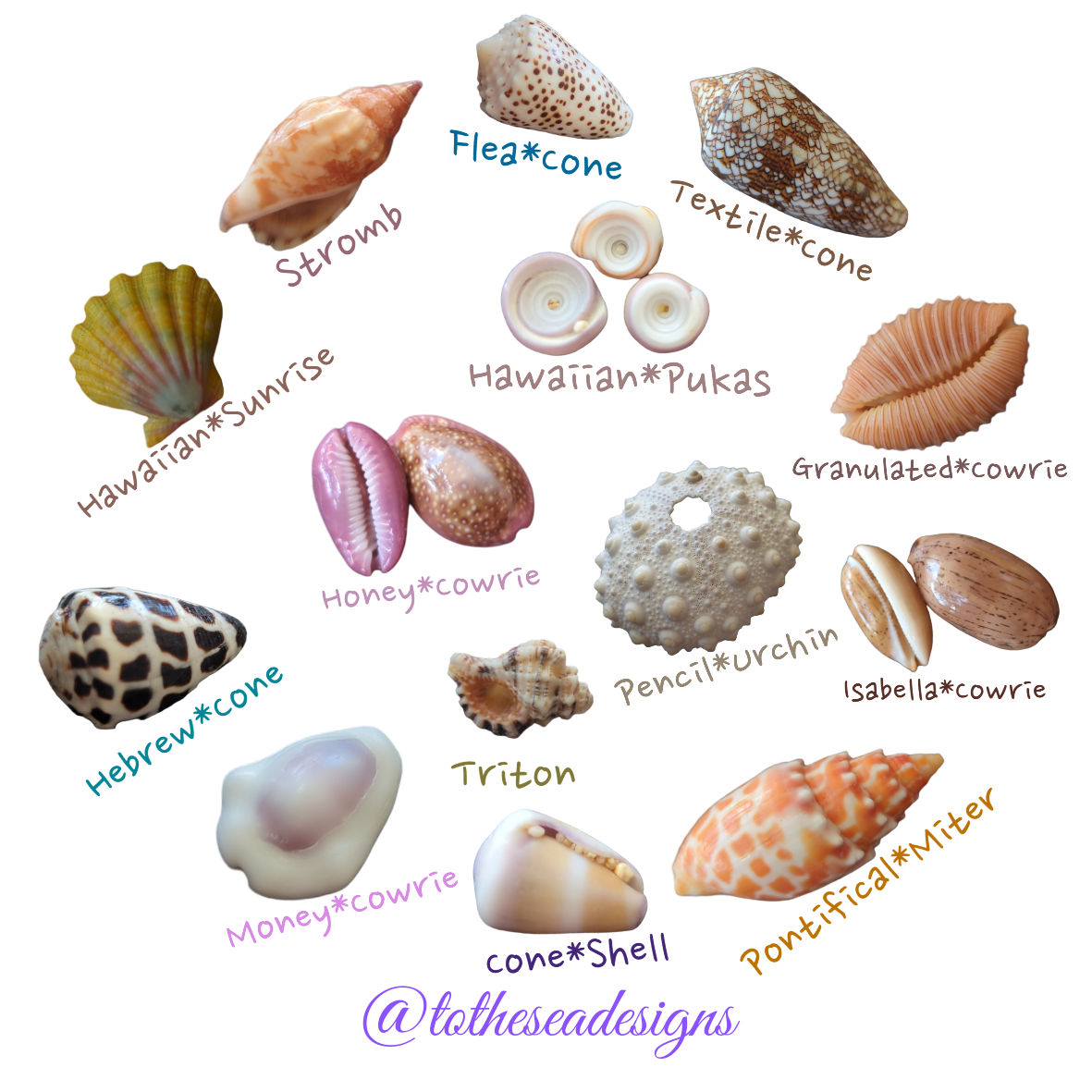 Hawaiian Shells Sticker – To The Sea Designs