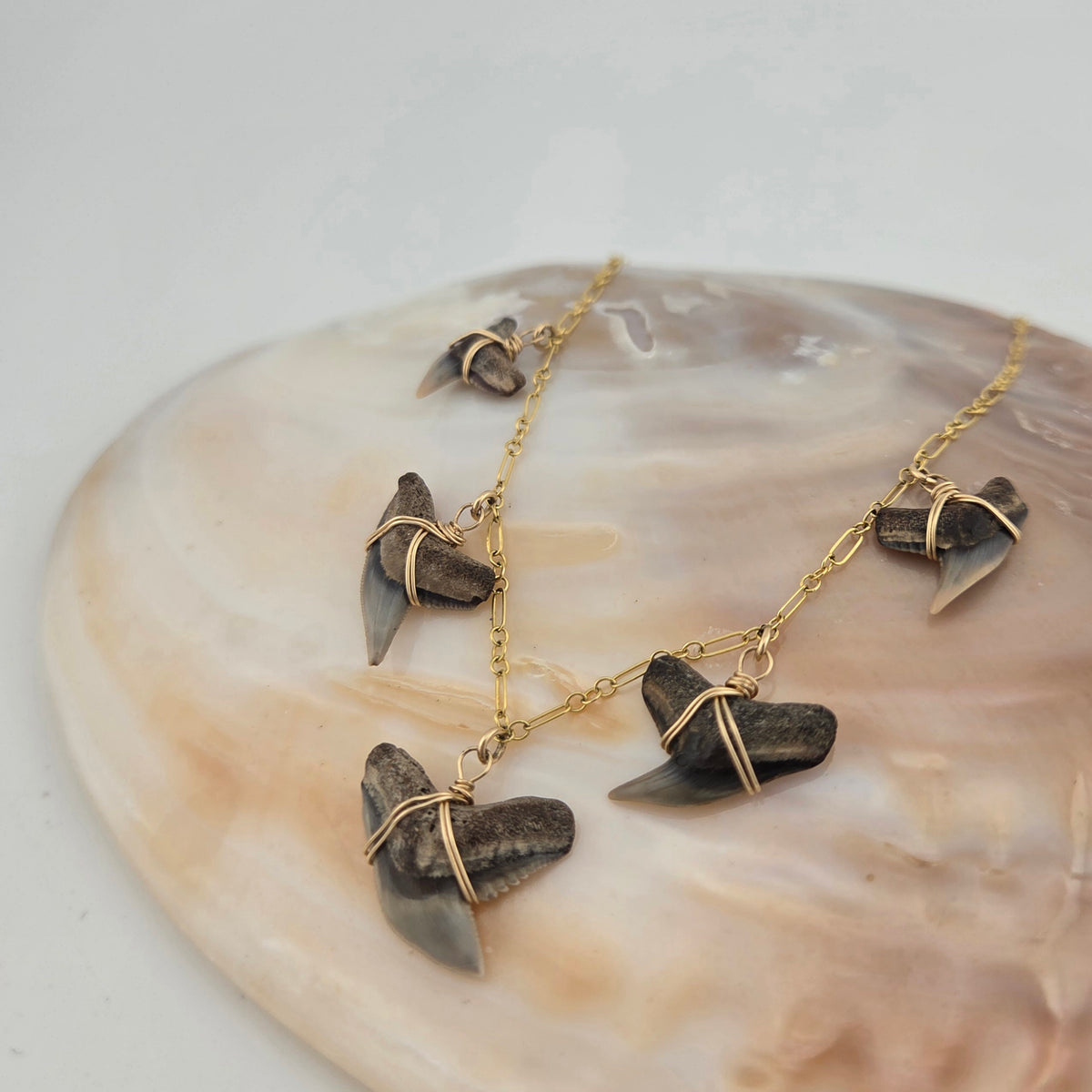 Tiger Shark Teeth ~ 5x