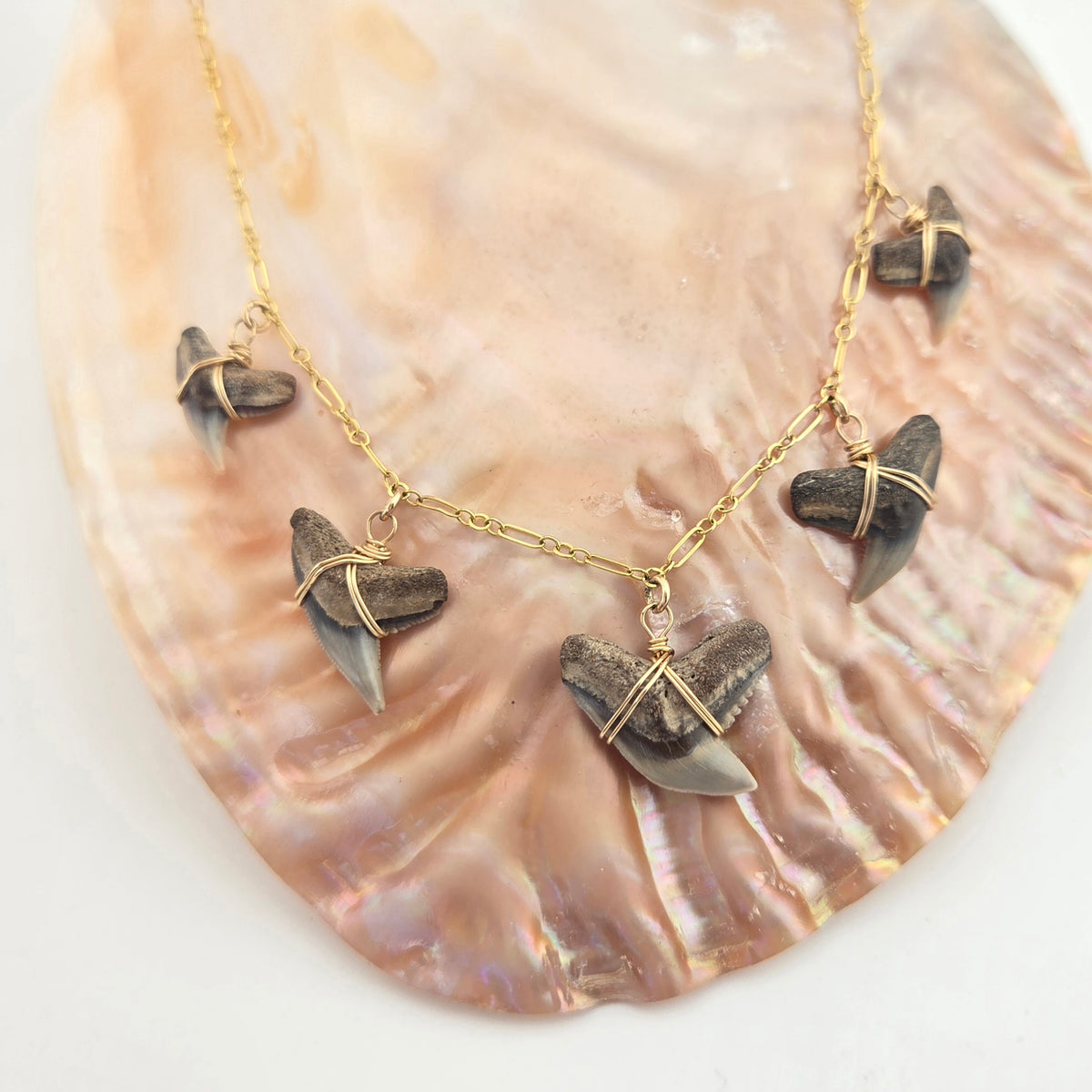 Tiger Shark Teeth ~ 5x