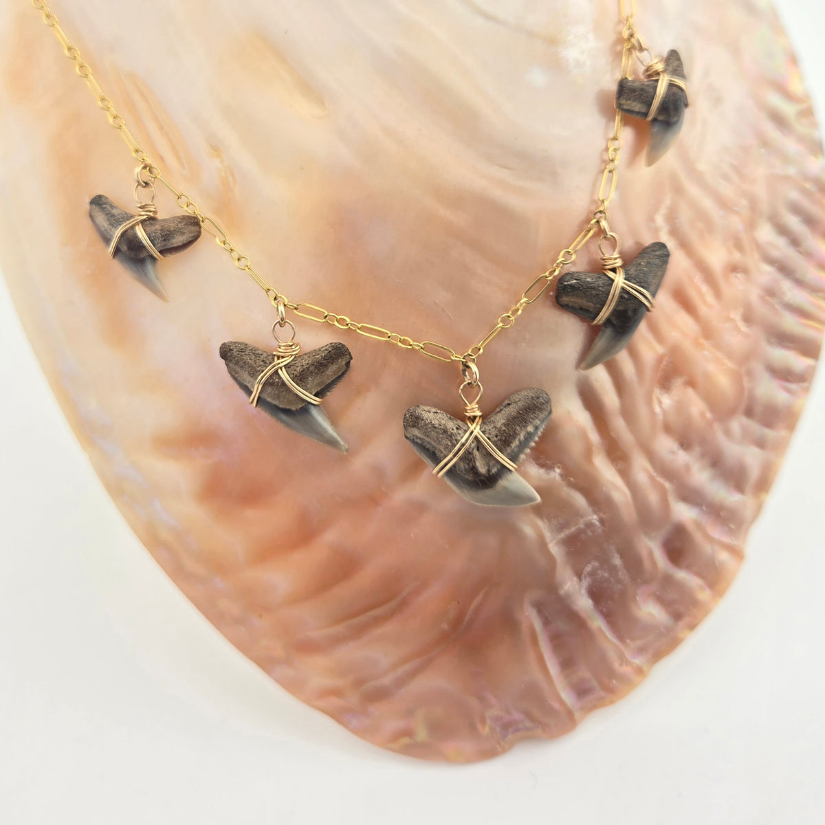Tiger Shark Teeth ~ 5x