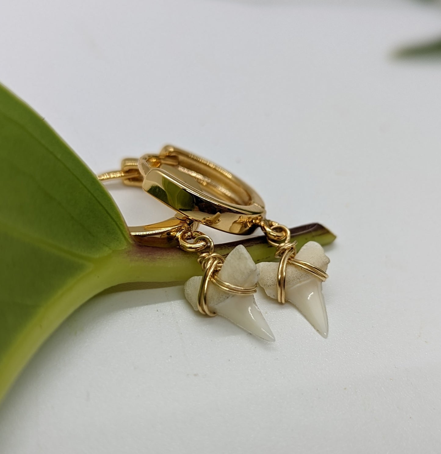 Tiny White Shark Teeth Earrings