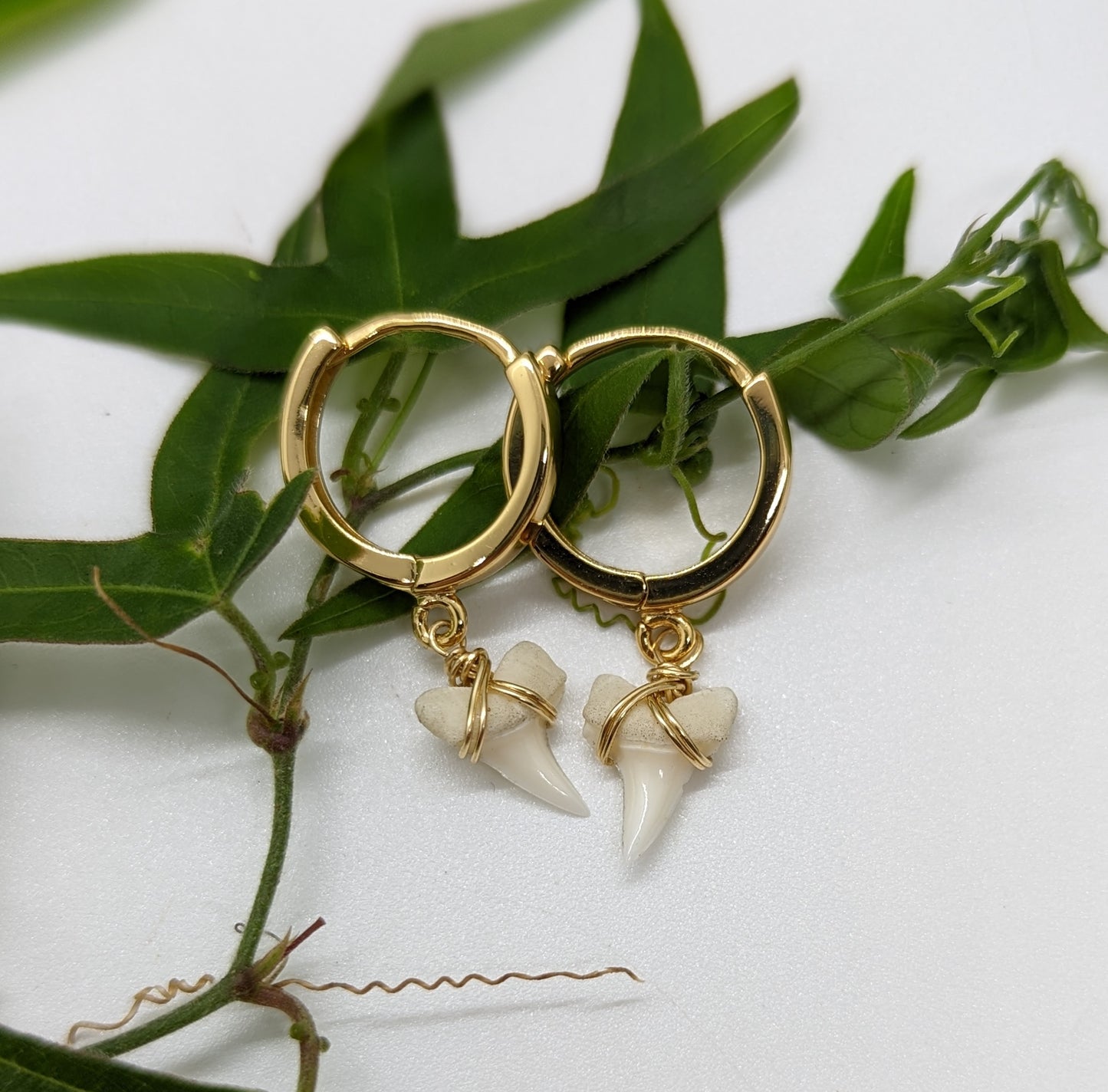 Tiny White Shark Teeth Earrings