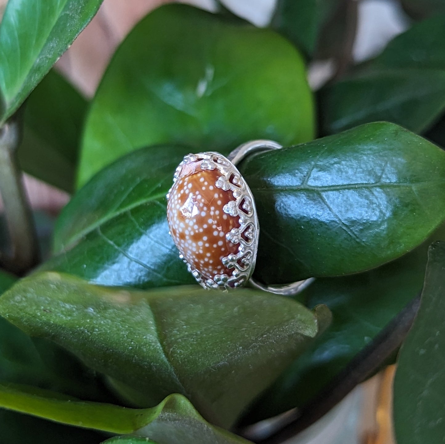 Honey Cowrie Ring