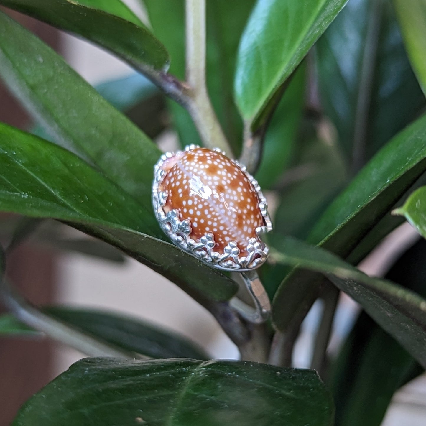 Honey Cowrie Ring