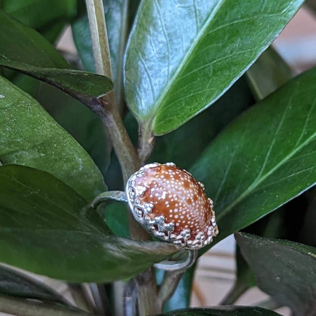 Honey Cowrie Ring