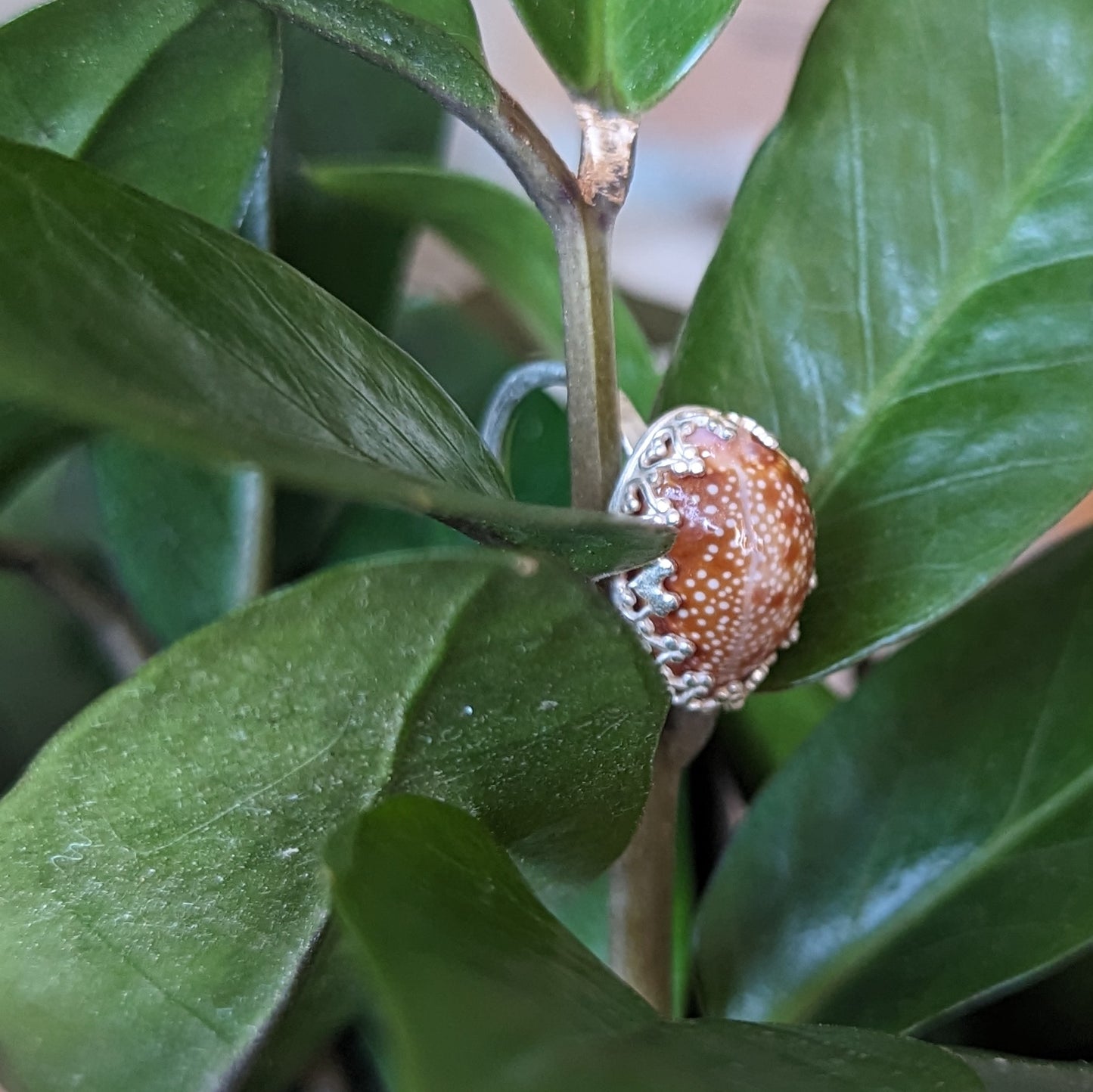 Honey Cowrie Ring