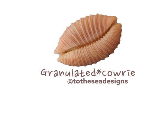 Granulated Cowrie Shell Sticker