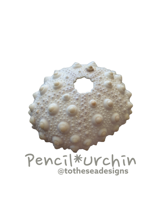 Pencil Urchin Sticker