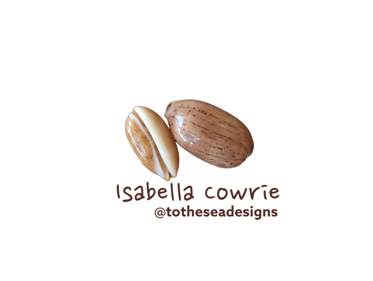 Isabella Cowrie Shell Sticker