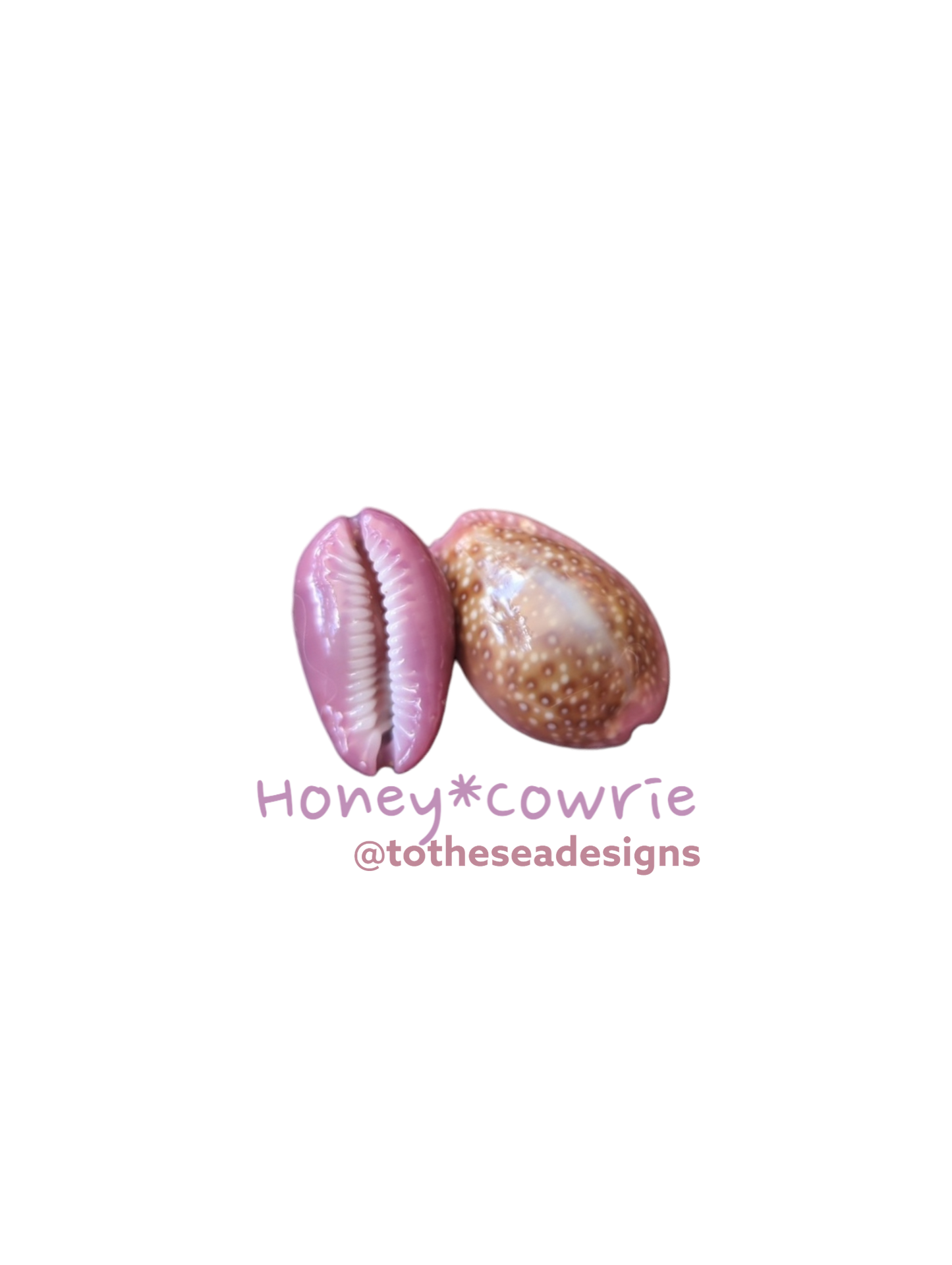 Honey Cowrie Sticker