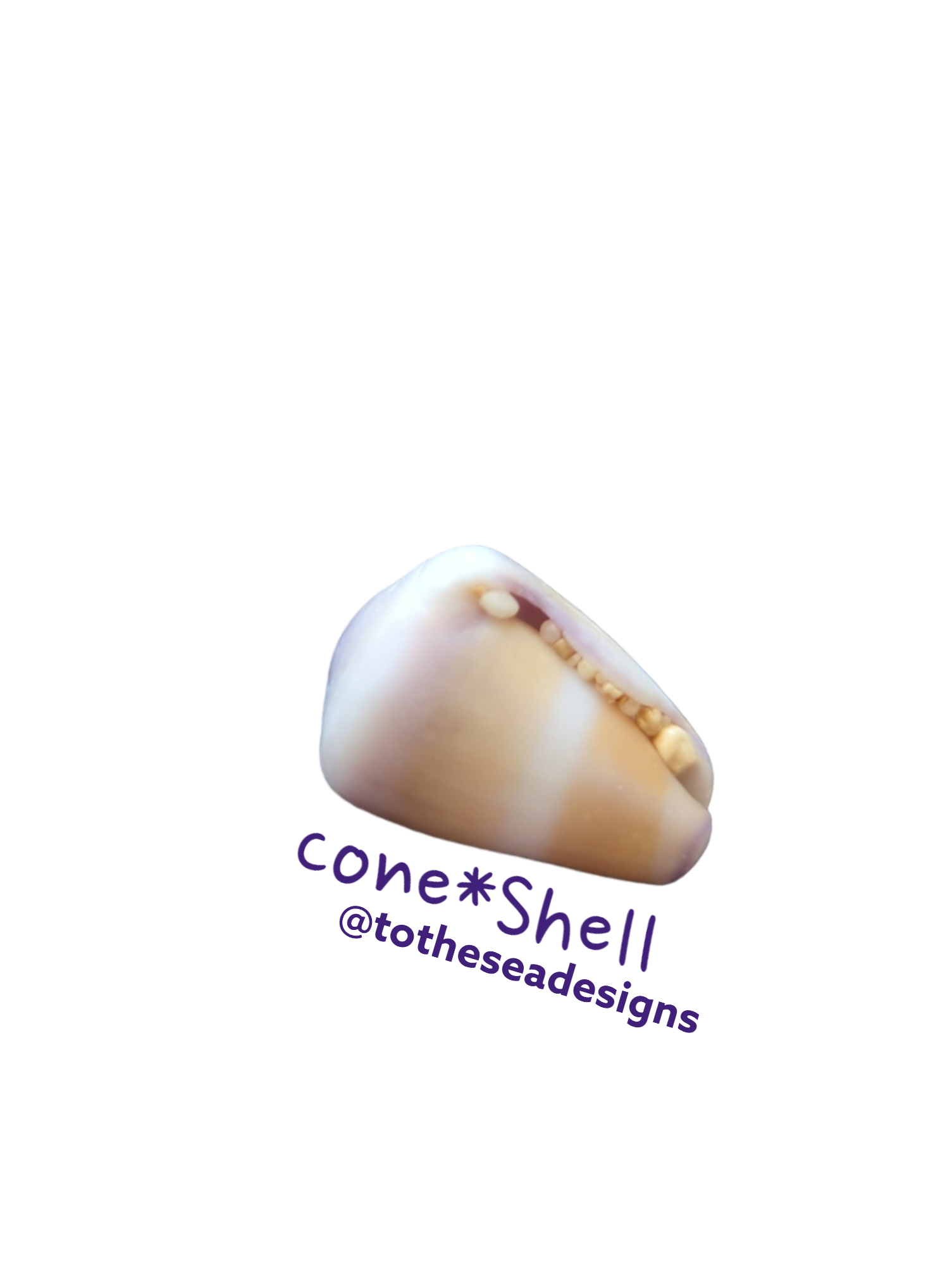 Cone Shell Label Cone Shell Sticker – To The Sea Designs
