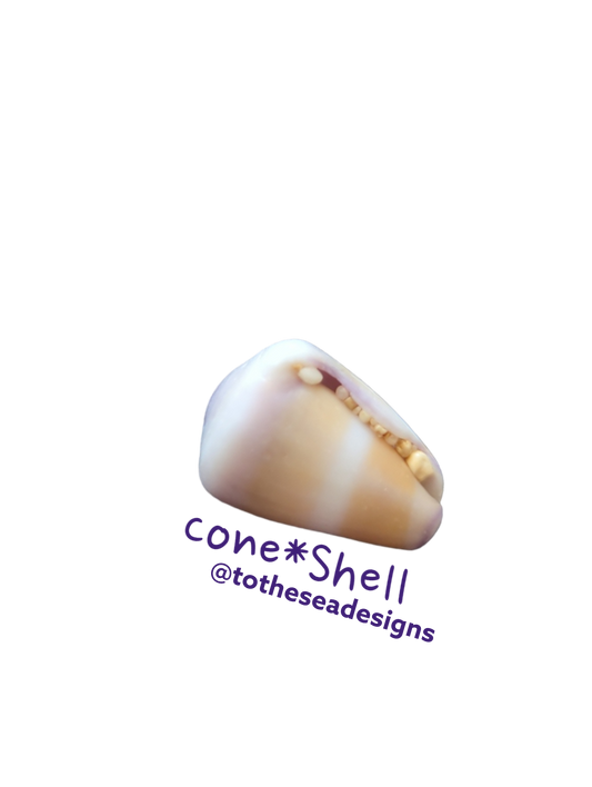 Cone Shell Sticker